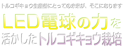 トルコギキョウ（カーネーション）生産者にとっての未来が、そこにあります／LED電球の力を活かしたトルコギキョウ栽培