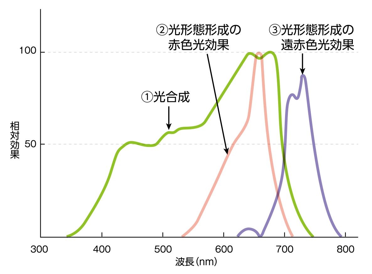 植物の光反応の作用スペクトル／相対効果と波長