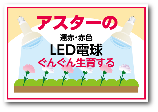 遠赤・赤色LED電球／ぐんぐん生育するトルコギキョウ